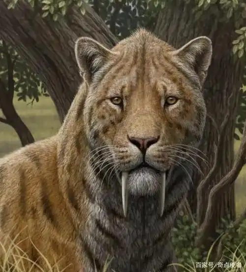 被誉为远古顶级王者的"致命刃齿虎",到底有多可怕?