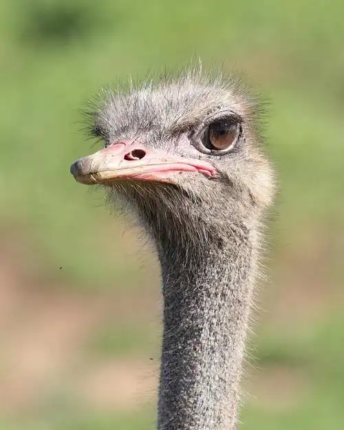 common ostrich photos