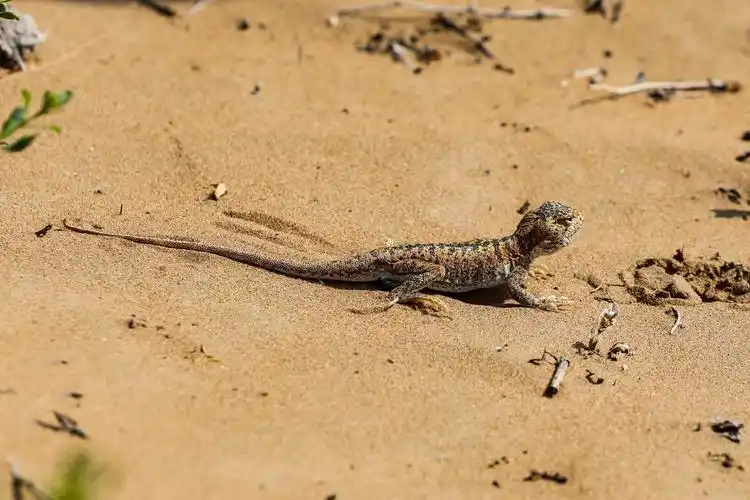 挑战腾格里沙漠!