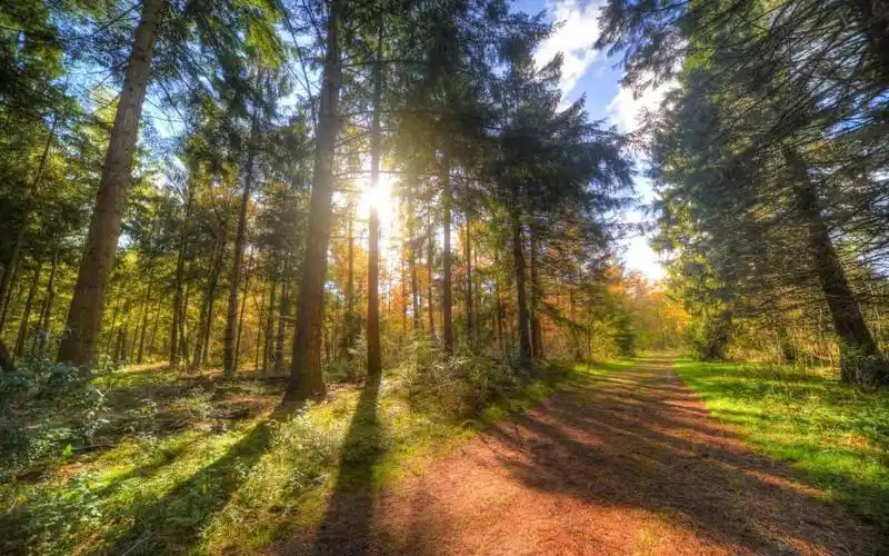 郁郁葱葱的自然森林唯美意境