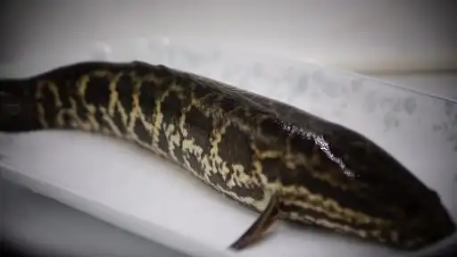 黑鱼,生鱼,蛇皮鱼,黑石舻,铜鱼,乌鱼,孝鱼,黑松,丰鱼,黑寨,财鱼,黑鳢