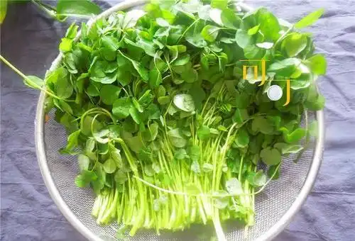 上海本帮菜里少不了的一道酒香草头尝尝春天的味道