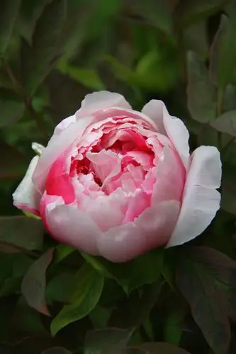 牡丹花洛阳牡丹甲天下牡丹花图片集九我们一起看牡丹