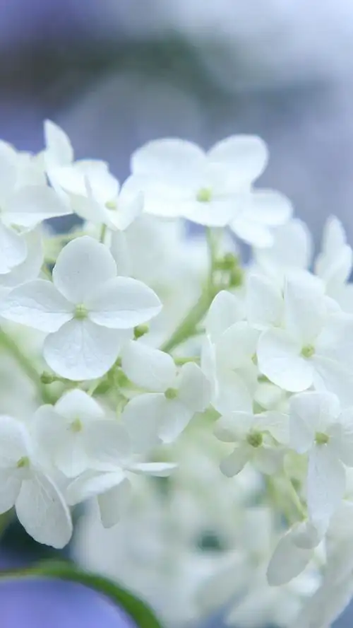 好看的鲜花图片清新淡雅宽屏手机壁纸下载第二辑