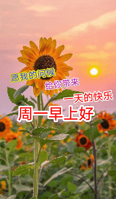 周一早上好祝福图片早上好祝福语句