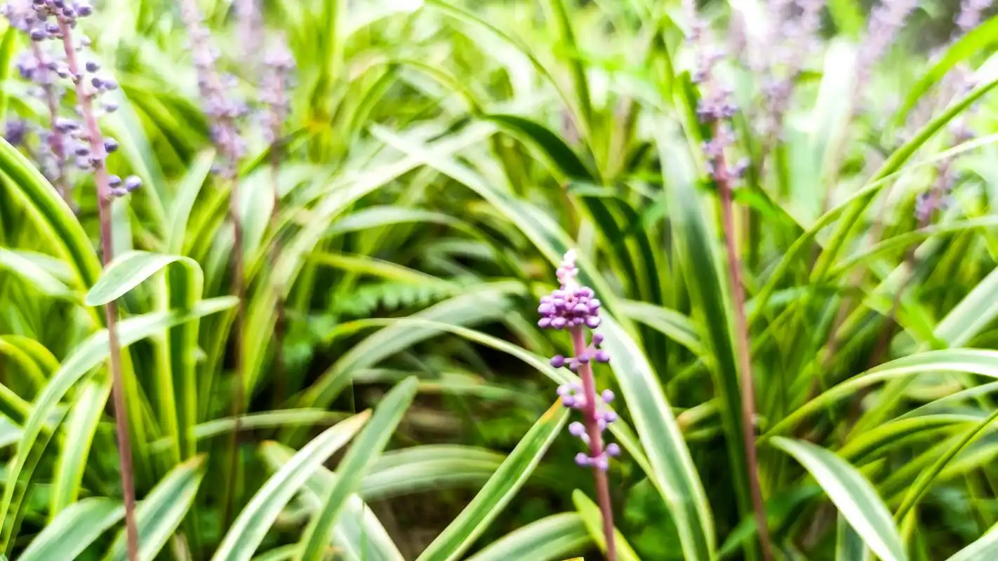 山麦冬 别名大麦冬,土麦冬,鱼子兰,麦门冬,为百合目百合科山 - 抖音