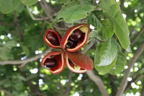 13凤眼果的功效与作用(凤眼果的功效与作用图片)