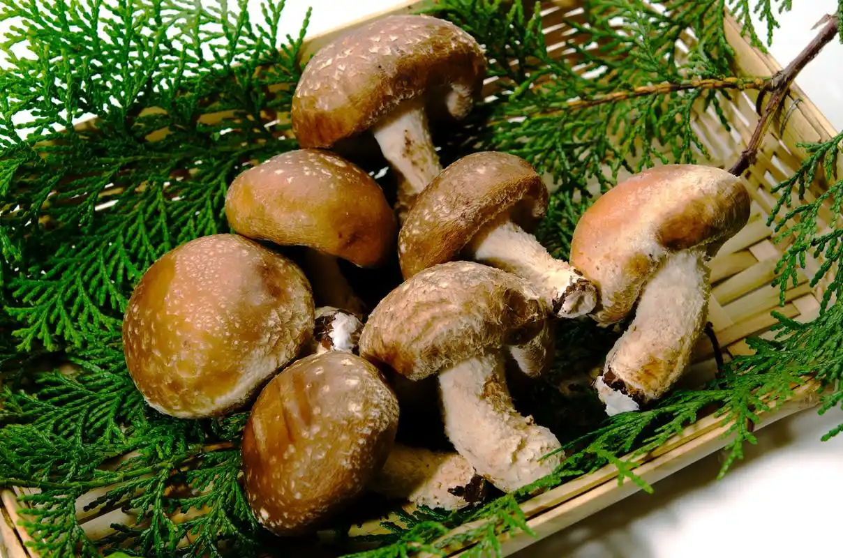 香菇(lentinus edodes),又名香蕈,香菌,香菰,是世界第二大食用菌