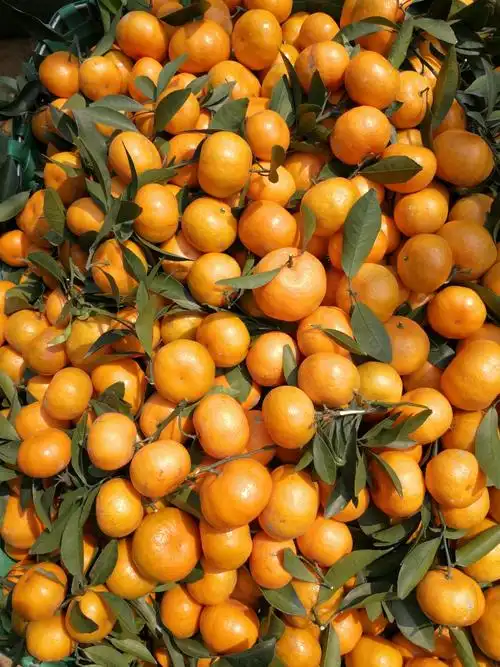 买手日志/广西马水桔