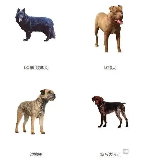 滨州禁养烈性犬品种名录