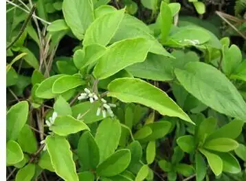 (5)医药良方 白毛鸡矢藤是一种中药药格,白毛鸡矢藤也叫毛鸡屎藤现在