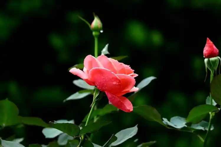 雨中玫瑰