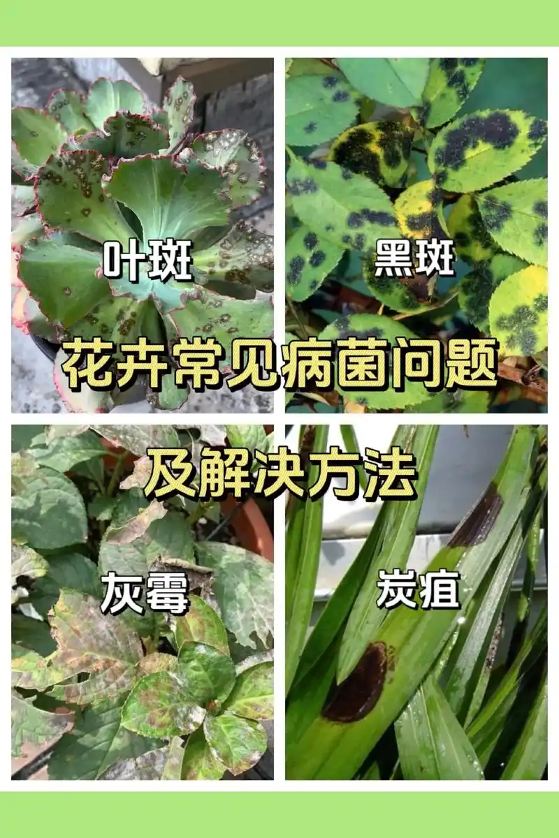 植物出现叶斑 灰霉 黑斑 炭疽就得了解这几种原因和解决方法. - 抖音