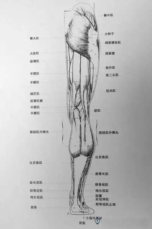 (腿部肌肉解剖图)