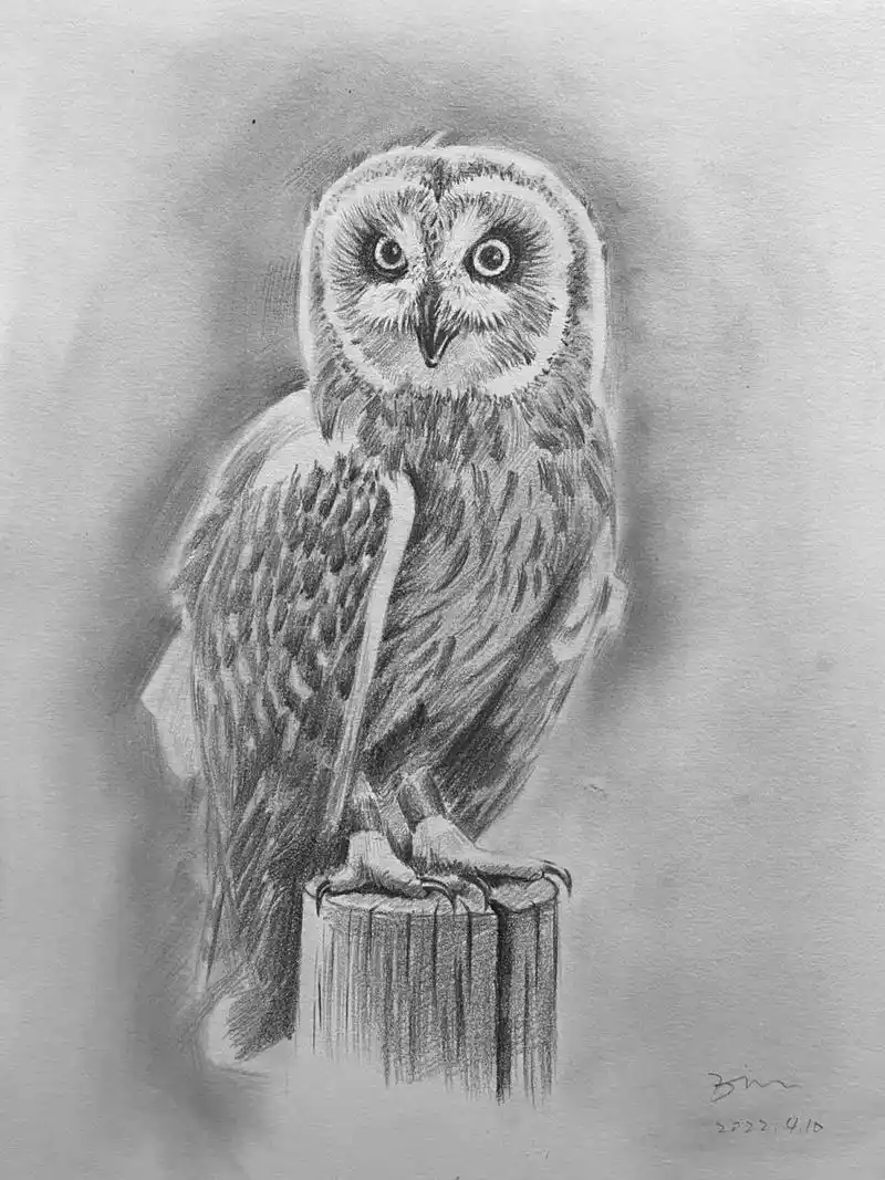 猫头鹰 动物速写