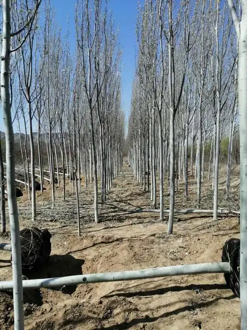 新疆杨速生杨河北杨地径210公分张家口东茂日盛苗木基地