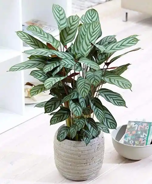 室内绿植品种大全图片(40款超治愈的家居绿植) - 赤虎壹号