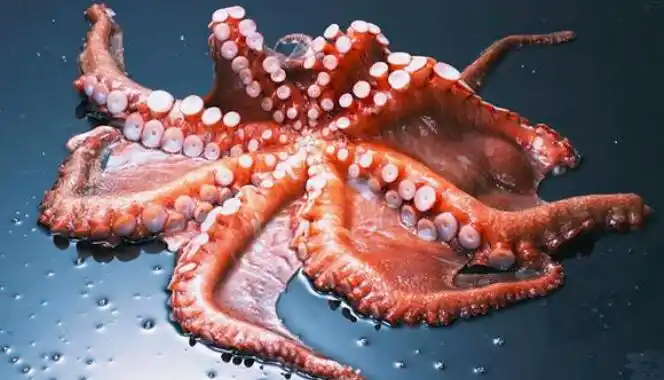 但并不常见,而且它和普通的鱼类都有区别,章鱼也是可以用来