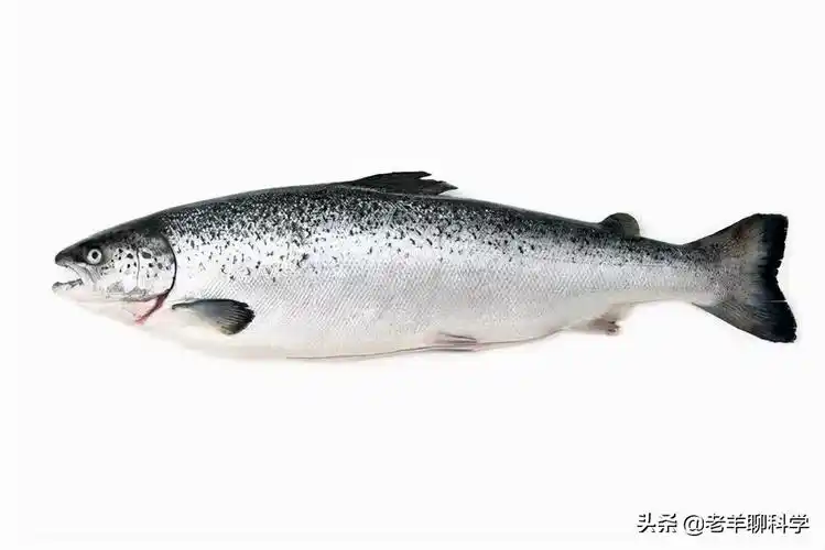 扶不起的三文鱼我国苦心经营50年为何始终养不好一条鱼