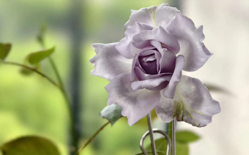 夏日~路西法月季