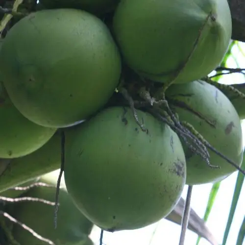 批发海南新鲜水果 青椰子带皮椰子 椰子肉厚 按个 一件代发