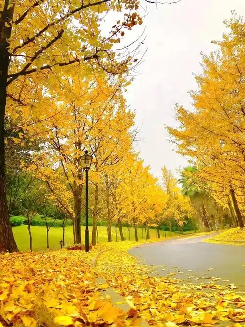 这么凉快的天气秋天要来了吗