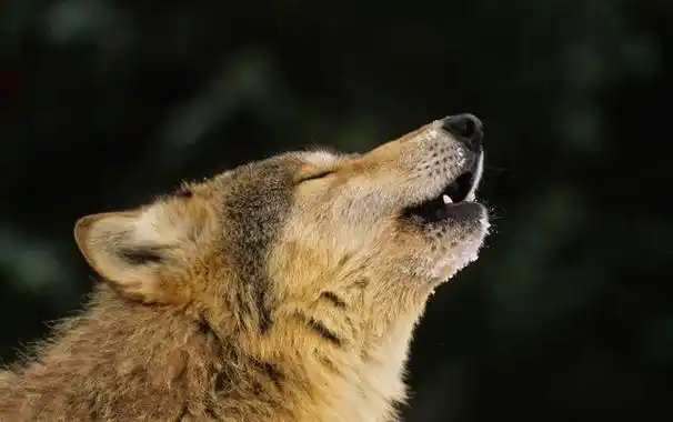 从古至今,人们都把狼当作一种凶狠和残忍的物种,从而忽略了有关于狼的