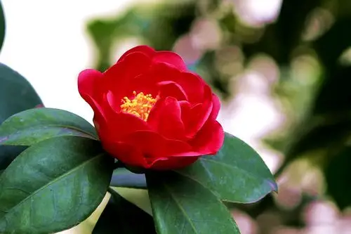 保利花园茶花红