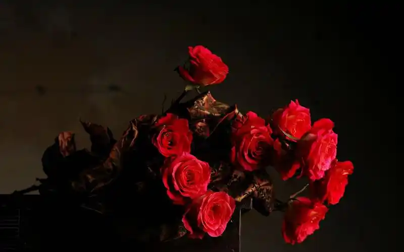 壁纸 红玫瑰,黑暗 1920x1200 hd 高清壁纸, 图片, 照片