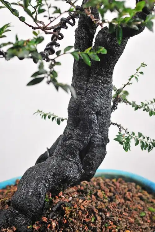 佛山顺德阿然黑骨香进来看看罗3