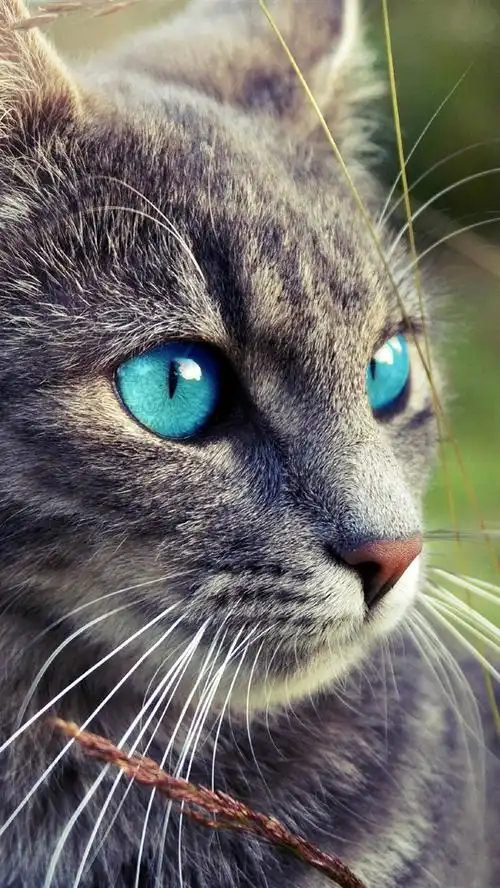 首页 动物与鸟 猫咪