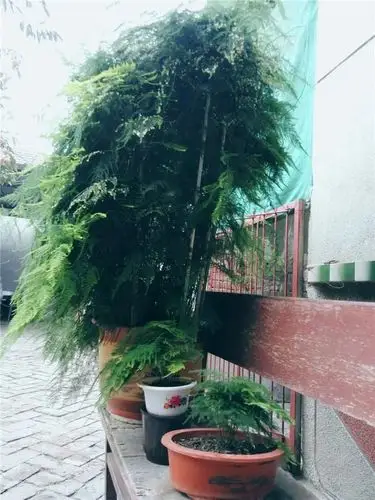 十年老文竹,长成"巨无霸",结了上百个果,只因喂了中药!