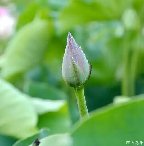 早上湿地公园露水荷花