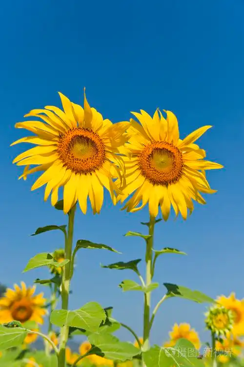 花园里的两个太阳花