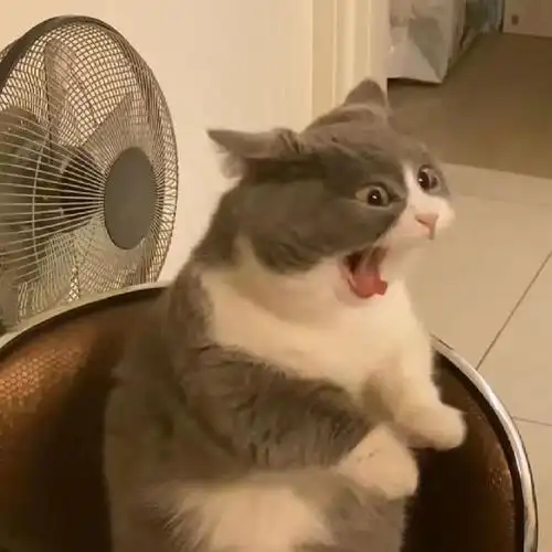 沙雕头像 - 一个沙雕的自我修养#无水印头像大全##头像