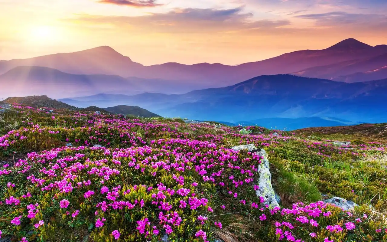壁纸图片大全 风景 > 漫山遍野的鲜花风景桌面壁纸