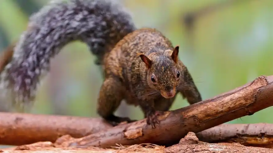 松鼠,尾巴,树干 iphone 壁纸