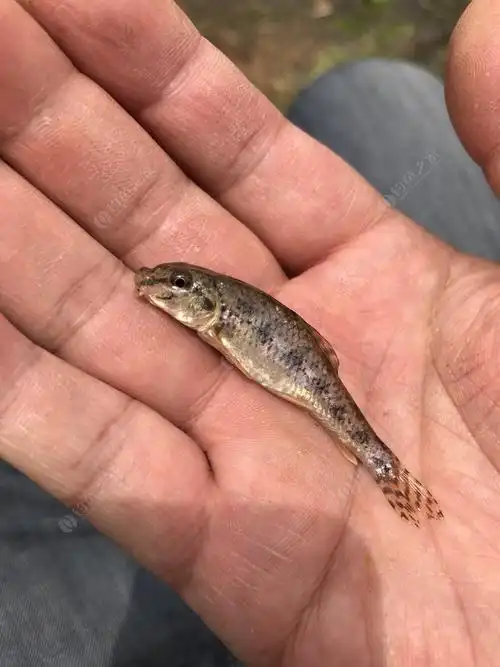 马过河的美人鱼 钓鱼之家饵料钓鲫鱼