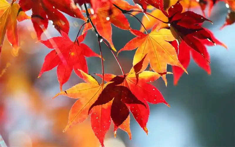 清新唯美树叶图片电脑桌面壁纸高清