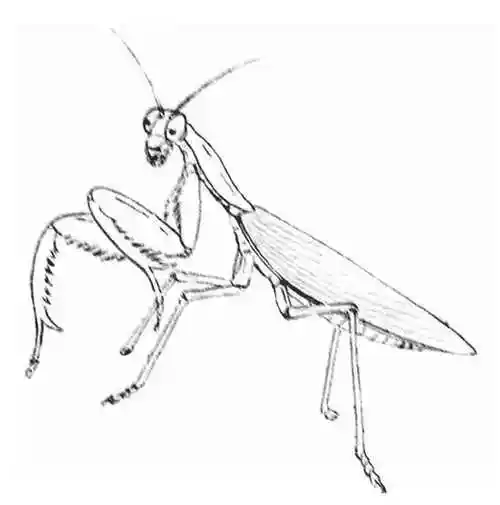 图文教程工笔草虫螳螂的画法示范