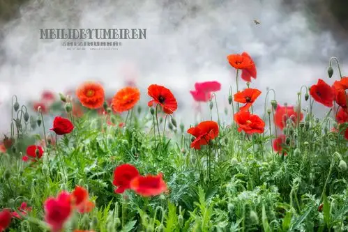 【柿子红了摄影图片】河南辉县风光摄影_太平洋电脑网摄影部落