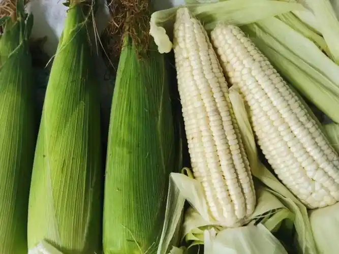 向往的味道小糯玉米的成长之路