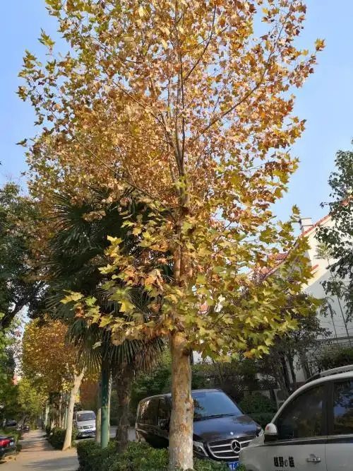 悬铃木是世界著名的园林绿化树种,有"行道树之王"的美称