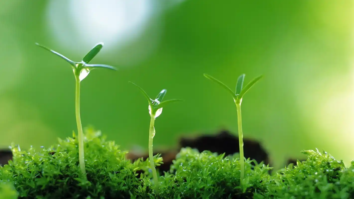 绿色植物护眼高清电脑桌面壁纸