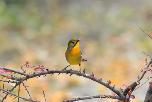 首页 唯美图片 动物图片红嘴的相思鸟高清摄影图片精选