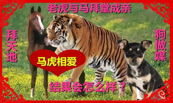 狗做媒老虎与马拜堂成亲结果会怎么样致可爱的易经大师们