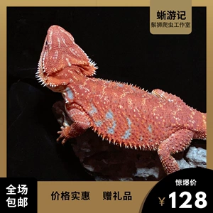 鬃狮蜥鬃狮蜥蜴入门爬虫柑橘红系橙红幼体温顺不咬人最好养的爬宠