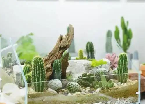 沙漠植物景观缸带你玩转"科幻"园艺