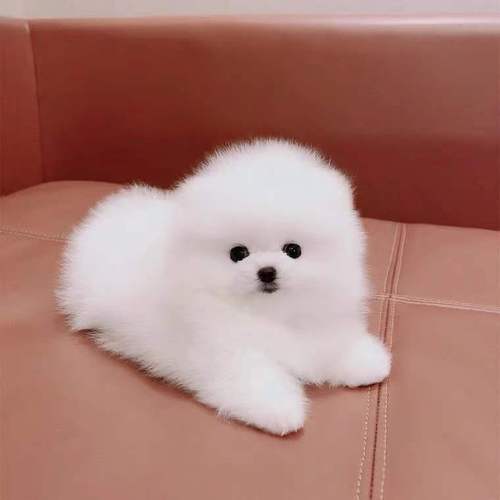 纯种博美犬幼犬茶杯犬长不大迷你袖珍俊介小型犬家养宠物狗狗活体