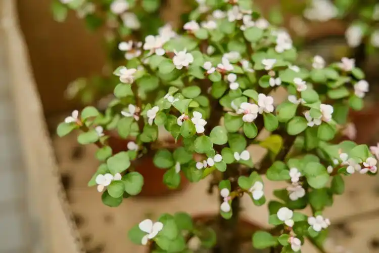 金枝玉叶怎么养 - 花友之家